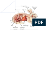 Mono Gastric Os