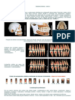 Endo-E - Anatomia Interna