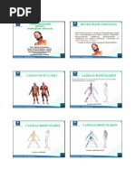 Curso Cadeias Musculares Ead Cefac- Aula 1