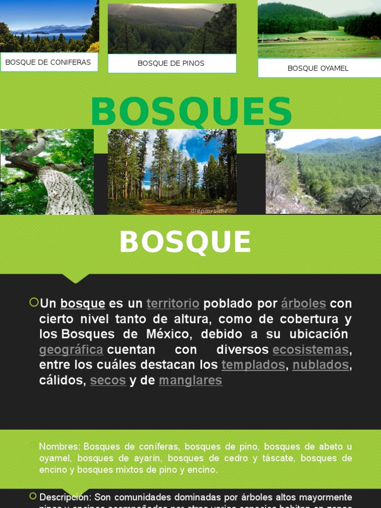 Imágenes de Animal En El Bosque | Descarga imágenes gratuitas en Unsplash, image size:768x1024