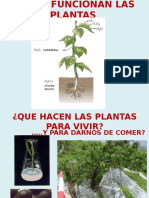 Como Funcionan Las Plantas