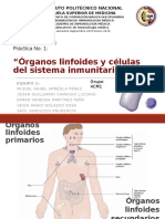 Práctica de laboratorio de inmunología - órganos linfoides. 