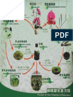 Proceso para Producción Masiva de Orquídeas