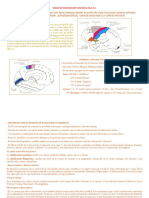 corteza prim,sec.pdf