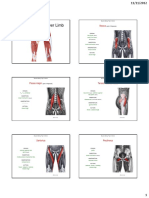 Muscles of The Lower Limb (ADAM) PDF