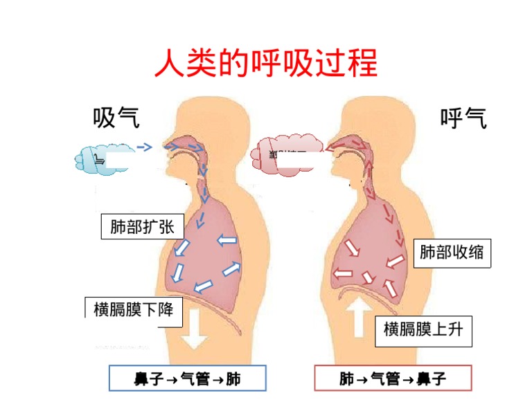 人类的呼吸过程 Docx