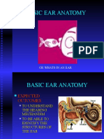 Basic Ear Anatomy Guide