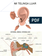 Anatomi Telinga Luar