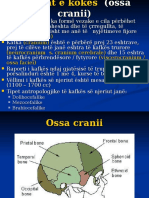 L1 - Ossa Cranii - Neurocranium