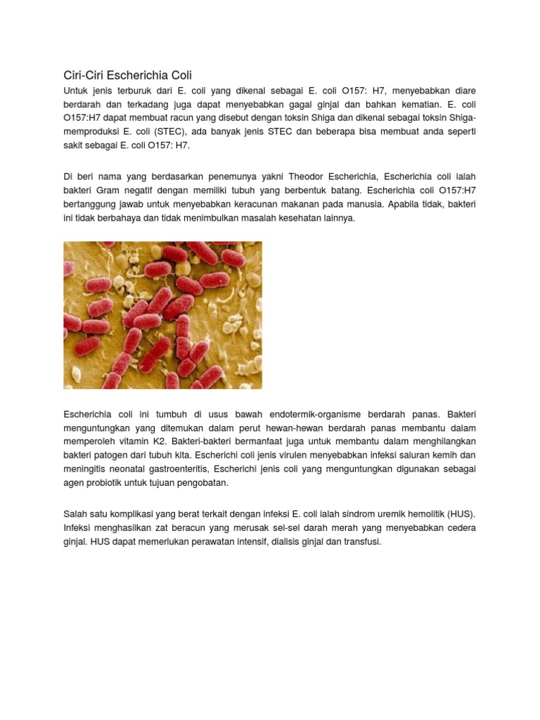 Ks Mikrobiologi e Coli | PDF