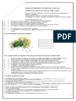 Guia Actividades Fotosintesis Desarrollada