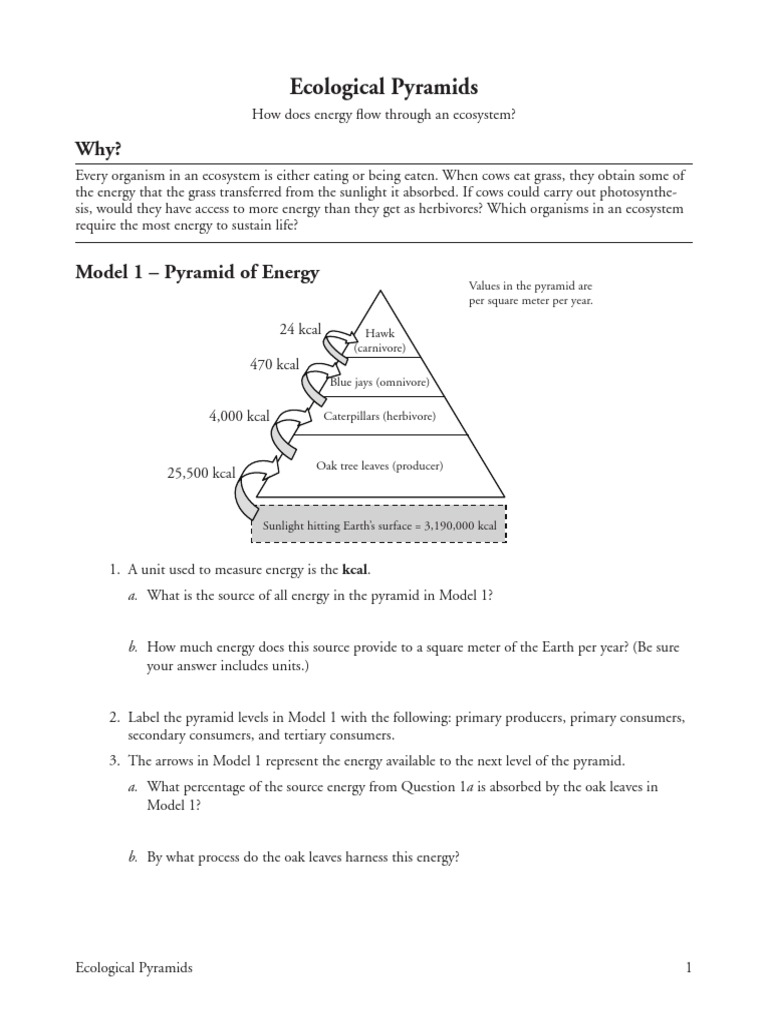 Ecological Energy Pyramid Worksheet Answer Key Regarding Ecological Pyramids Worksheet Answers