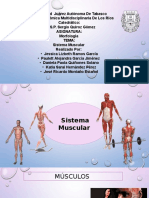 Sistema Muscular