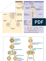 Cell Cycle N Mitosis