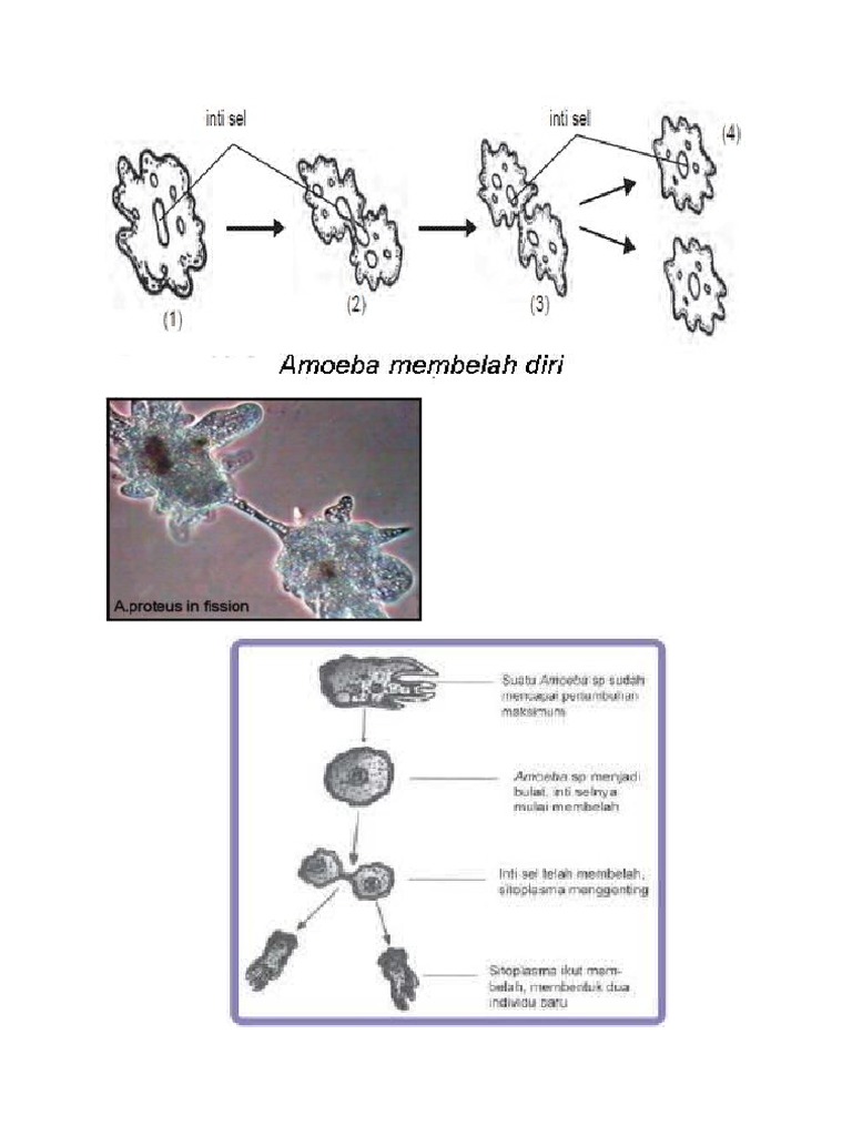 Amuba Membelah Diri