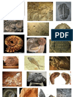 Fossils Pic