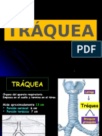 TRÁQUEA