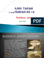 Budidaya Jamur