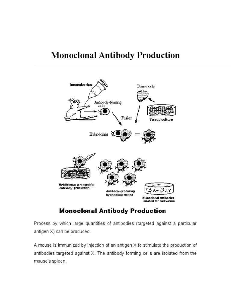Monoclonal Antibody Production Process | PDF | Finance & Money ...