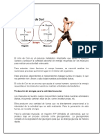 Ciclo de Cori