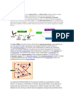 Cadena Alimentaria