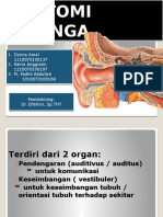 ANATOMI TELINGA SINGKAT DAN JELAS