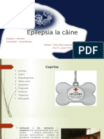 Epilepsia La Câine