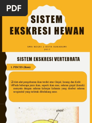 Sistem Ekskresi Pada Planaria Cacing Tanah Dan  Serangga 