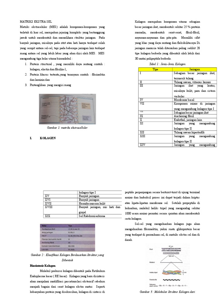 MATRIKS EKSTRA SEL Dan Struktur Fungsi Sel | PDF