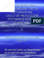 Ciclo de Calvin