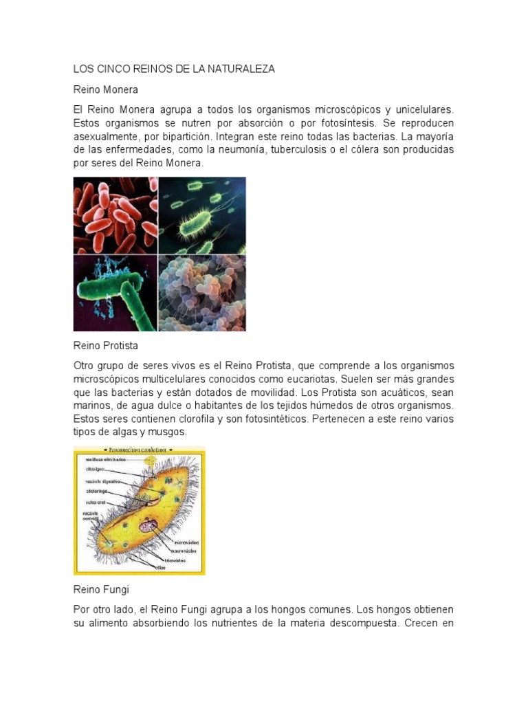 Los Cinco Reinos de La Naturaleza | PDF | Plantas | Botánica