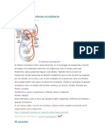 Conociendo El Sistema Circulatorio