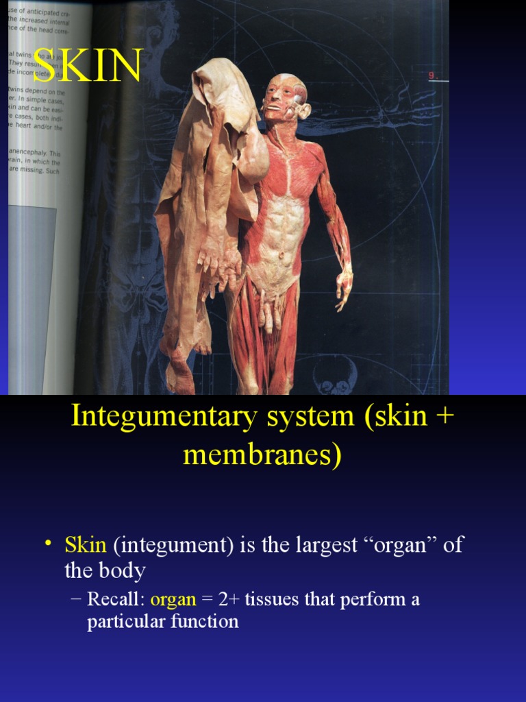 Overview of the Integumentary System | PDF | Skin | Integumentary System
