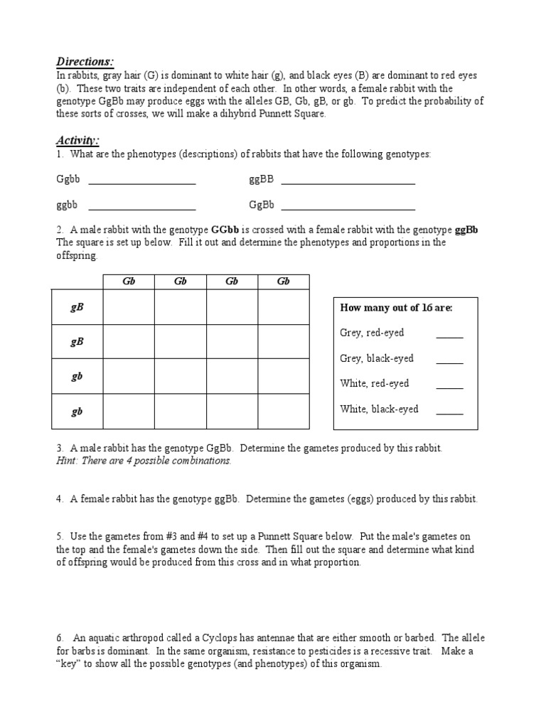 dihybrid cross punnett square worksheet