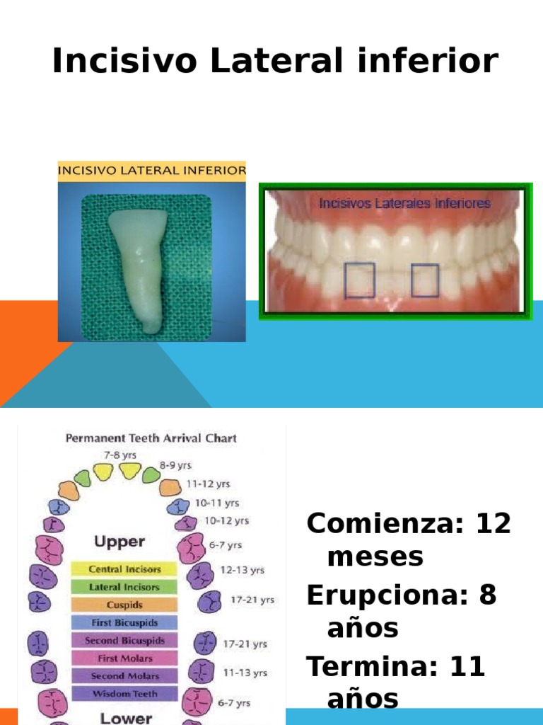 Anatomía del Incisivo Lateral Inferior | PDF | Anatomia dental | Boca