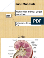 Analisasi Masalah: Makro Dan Mikro: Ginjal - Urethra