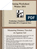 Cloning Worksheet Winter 2011: Producing A Standard Curve To Determine DNA Fragment Sizes