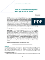 Supresion Manual de Adultos de Phyllophaga SPP y Anomala SPP en Maíz en México