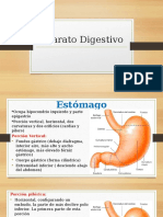 Sistema Digestivo