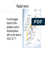 UL Radial Nerve