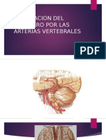 Circulacion Del Cerrebro Por Las Arterias Vertebrales