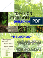 Division Pteridophyta (Helechos y Equisetos)[1]