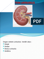 Anatomi Sistem Urinarius