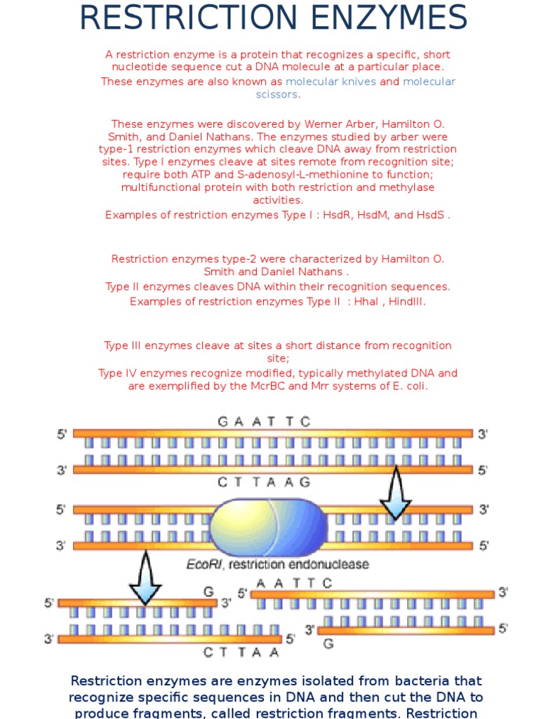 Restriction Enzymes Restriction Enzyme Dna