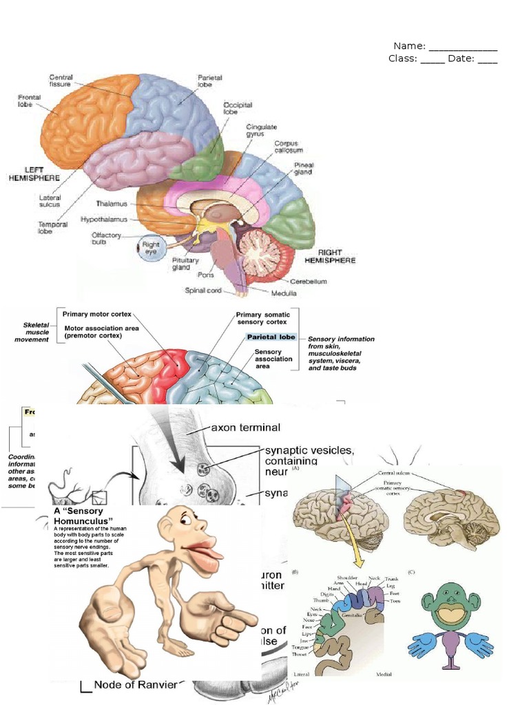 Worksheet Brain Homunculus Action Potential Reflex Arc | PDF | Social ...