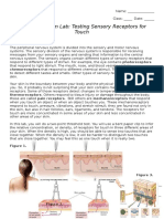 Sensory Receptors Lab