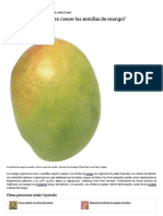¿Cuántos Días Tardan en Crecer Las Semillas de Mango - EHow en Español