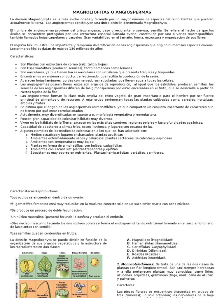 Magnoliofitas: Características y Diversidad | PDF | Tallo de la planta ...