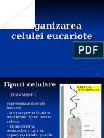 LP 4 - Eucariote +