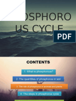 Phosphorous Cycle (Slide Presentation)